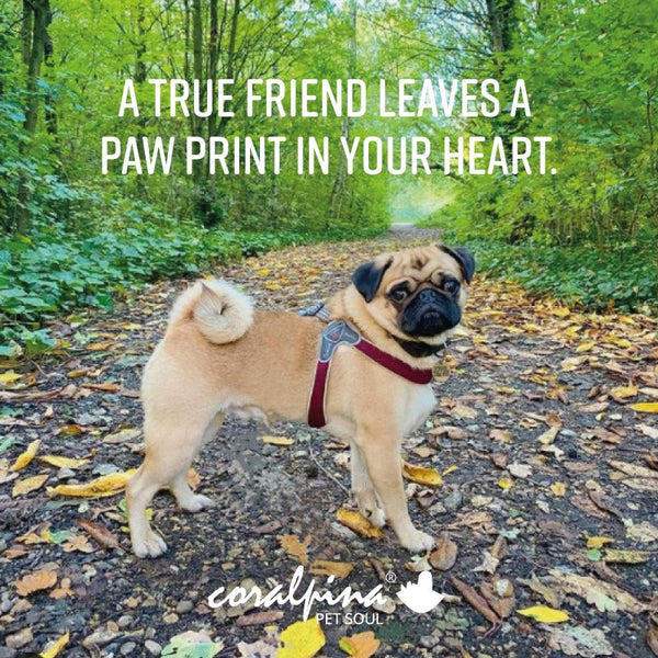 Coralpina Harness Cinquetorri Fluoro Pink [:5]