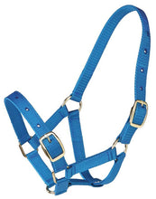 Foal Headstall Gymkhana Royal Blue