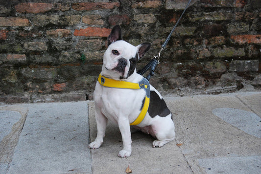 Coralpina Harness Cinquetorri Yellow [:6]
