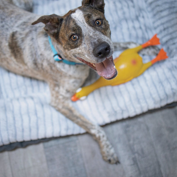 Kazoo Dog Toy Latex Duck [:small]