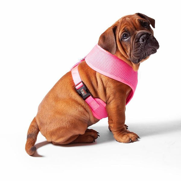 Kazoo Harness Soft Classic Pink [:xxs]