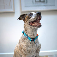 Kazoo Dog Collar Active Adjustable Ocean Sunrise [:extra Large]