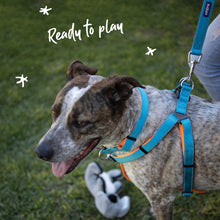 Kazoo Dog Collar Active Adjustable Ocean Sunrise [:extra Large]