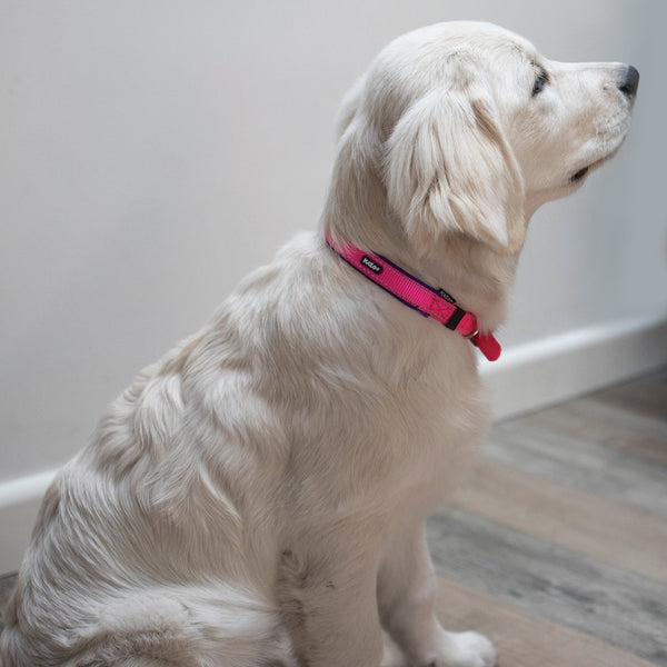 Kazoo Dog Collar Active Bloom Burst [:extra Large]