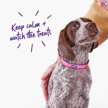 Kazoo Dog Collar Active Bloom Burst [:extra Large]