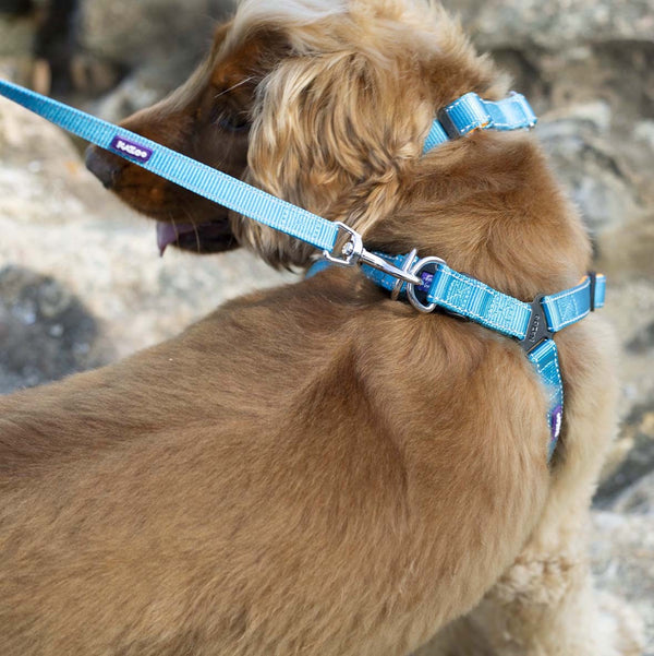 Kazoo Dog Leash Active Ocean Sunrise 1200mm [:15mm]