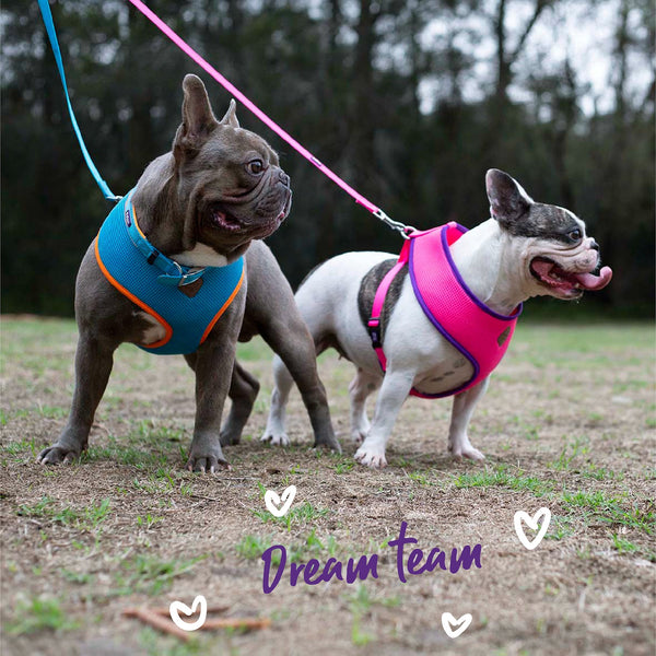 Kazoo Dog Leash Active Bloom Burst 1200mm [:15mm]