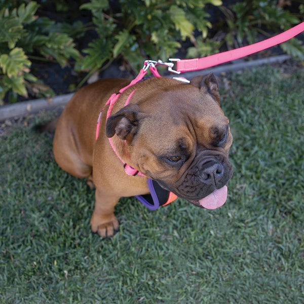 Kazoo Dog Leash Active Bloom Burst 1800mm [:15mm]