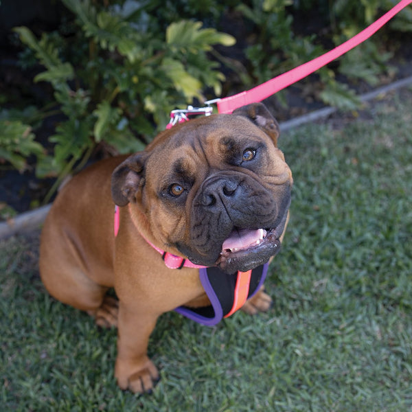 Kazoo Dog Leash Active Bloom Burst 1800mm [:15mm]