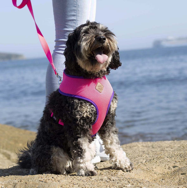 Kazoo Dog Leash Active Bloom Burst 1800mm [:15mm]