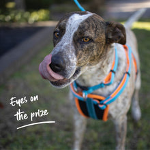 Kazoo Harness Active Ocean Sunrise [:extra Large]