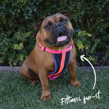 Kazoo Harness Active Bloom Burst [:extra Large]