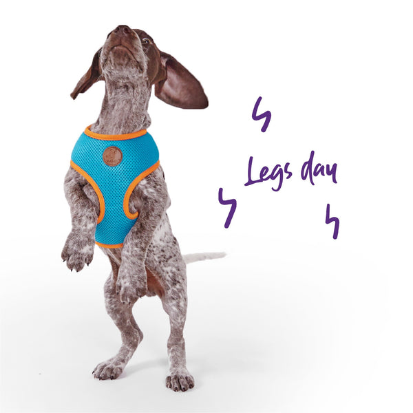 Kazoo Harness Active Soft Ocean Sunrise [:xxs]