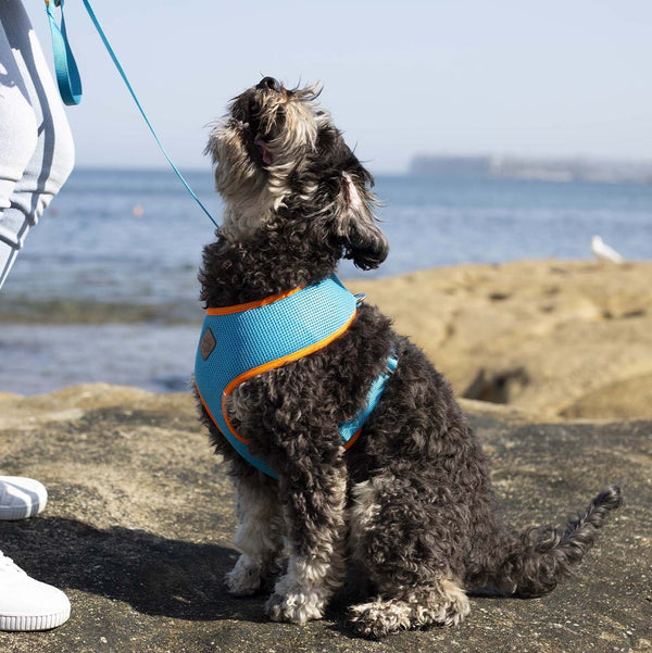 Kazoo Harness Active Soft Ocean Sunrise [:xxs]