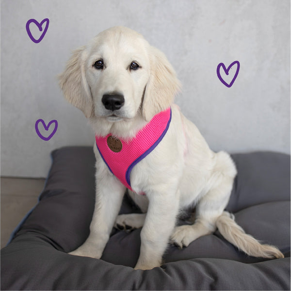 Kazoo Harness Active Soft Bloom Burst [:xxs]