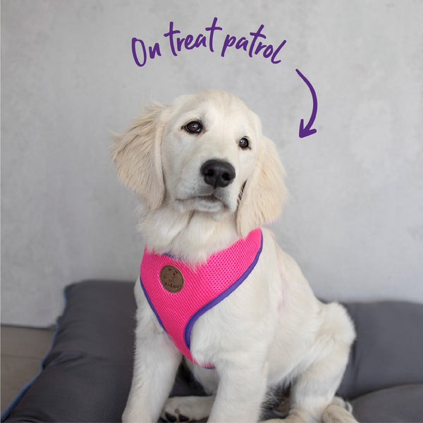 Kazoo Harness Active Soft Bloom Burst [:xxs]
