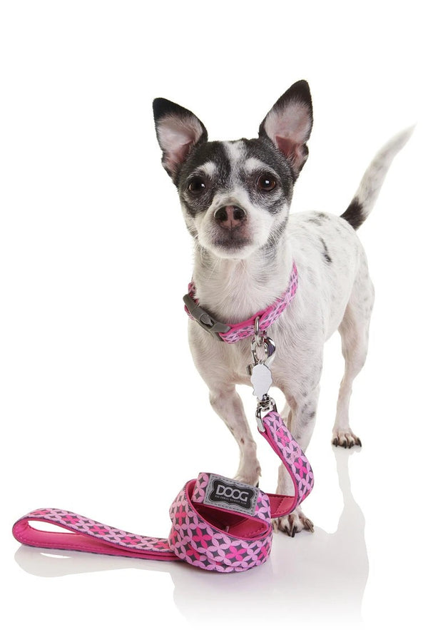 Doog Dog Collar Toto [:extra Small]