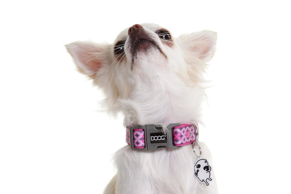 Doog Dog Collar Toto [:extra Small]
