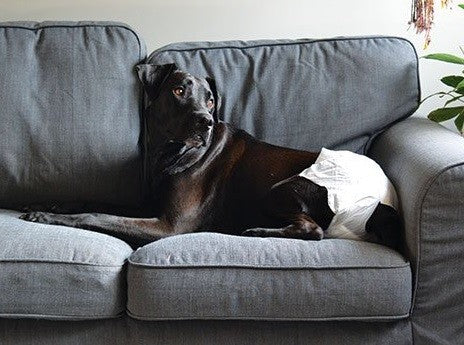 Diapers Disposable Waist 28cm-40cm 12 Pack [:extra Small]