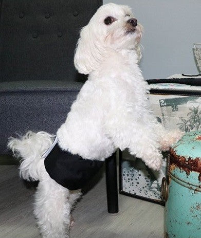 Diaper Male Wrap Washable Waist 35cm-53cm [:medium]