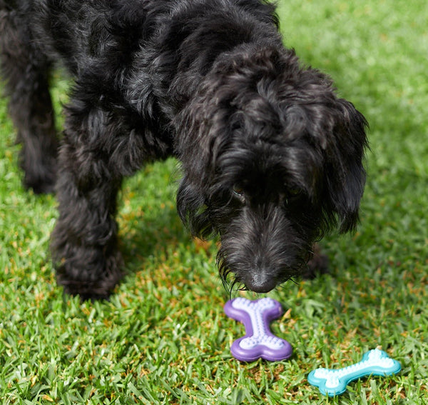 Kazoo Dog Toy Puppy Teether [:small]
