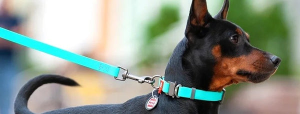 Waudog Waterproof Dog Collar With Qr Passport Red [:l23cm To 35cm]