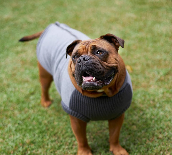 Kazoo Dog Rug Armadillo Jacket Charcoal [:33.5cm]