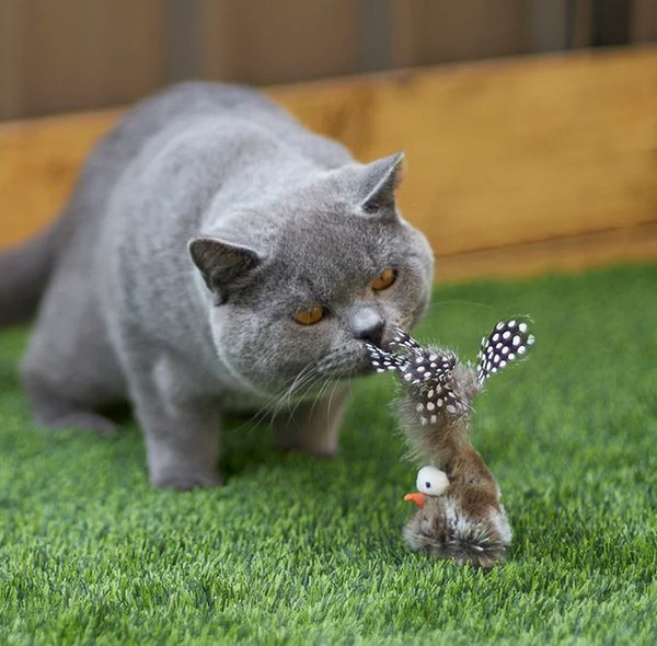 Cat Toy Kazoo Wobble Bird
