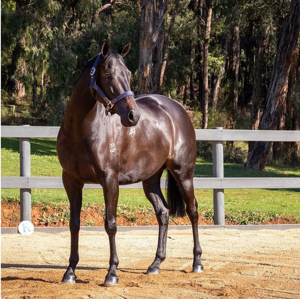 Hairy Pony Coat Conditioner Essential Oil 100ml