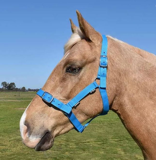 Headstall Webbing Academy Aqua [:pony]