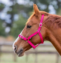 Headstall Webbing Academy Cherry [:small Pony]