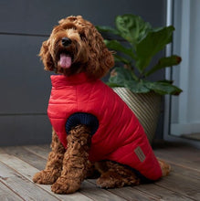 Kazoo Dog Rug Reversible Puffer Red & Blue [:27cm]