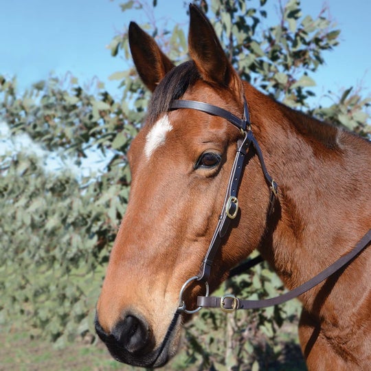 Eurohunter Barcoo Bridle