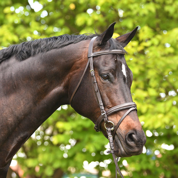 Academy Snaffle Leather Bridle
