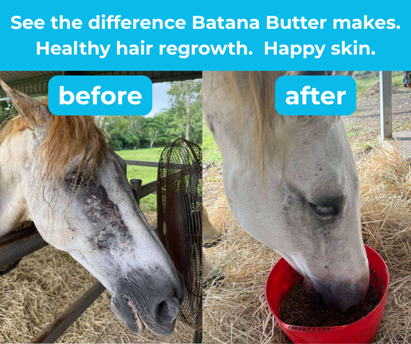 Batana Butter