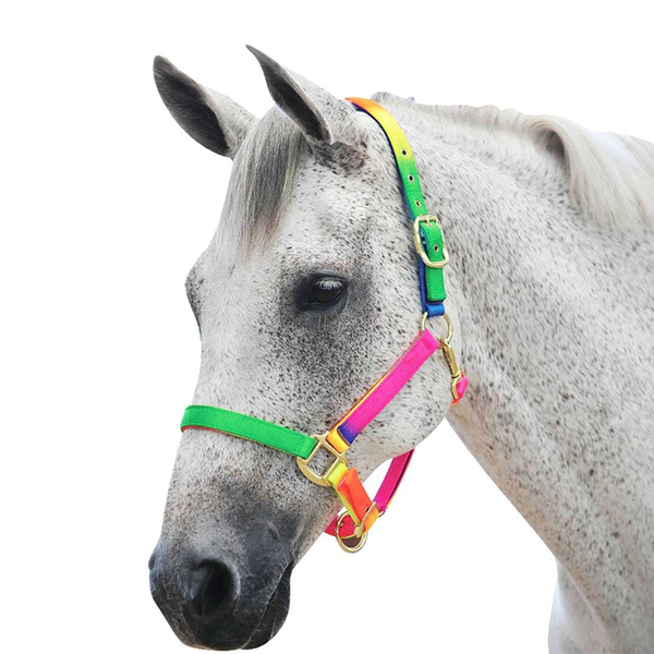 Bambino Rainbow Halter