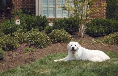 Bark Control Unit Outdoor Ultrasonic Petsafe-Dog Accessories-Ascot Saddlery