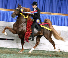 Breyer Traditional Marc Of Charm Saddlebred-RIDER: Giftware-Ascot Saddlery