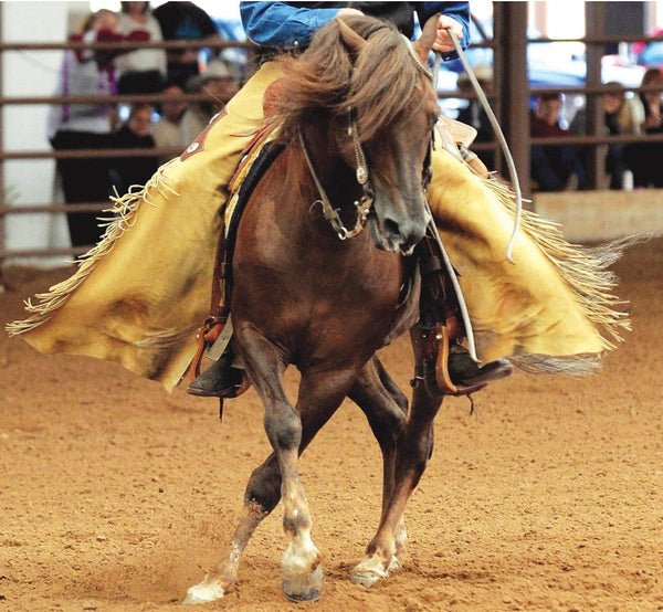 Breyer Traditional Morgan Quest Native Sun-RIDER: Giftware-Ascot Saddlery