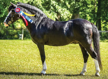 Breyer Traditional Nistar Blazing Kansas & Ethel-RIDER: Giftware-Ascot Saddlery