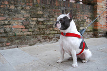 Coralpina Cinquetorri Dog Harness Fluoro Pink