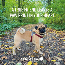 Coralpina Cinquetorri Dog Harness Light Grey-Dog Collars & Leads-Ascot Saddlery