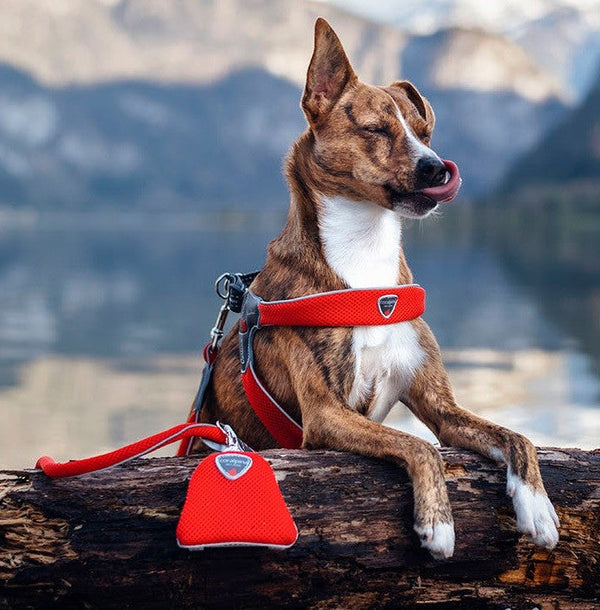 Coralpina Cinquetorri Waste Bag Electric Blue-Dog Walking-Ascot Saddlery