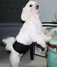 Diaper Male Wrap Washable Waist 28cm-37cm-Dog Accessories-Ascot Saddlery