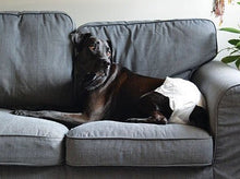 Diapers Disposable Waist 28cm-40cm 12 Pack-Dog Accessories-Ascot Saddlery