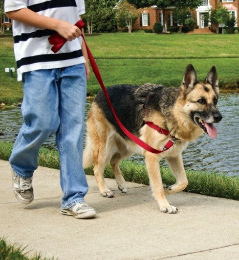 Easy Walk Harness Black-Dog Collars & Leads-Ascot Saddlery