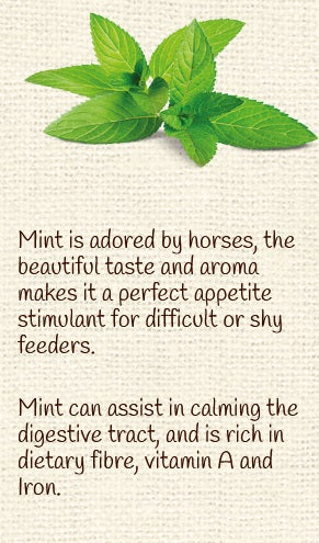 Equine Pure Delights Treat Carrot Mint Turmeric Chia-STABLE: Horse Treats & Toys-Ascot Saddlery