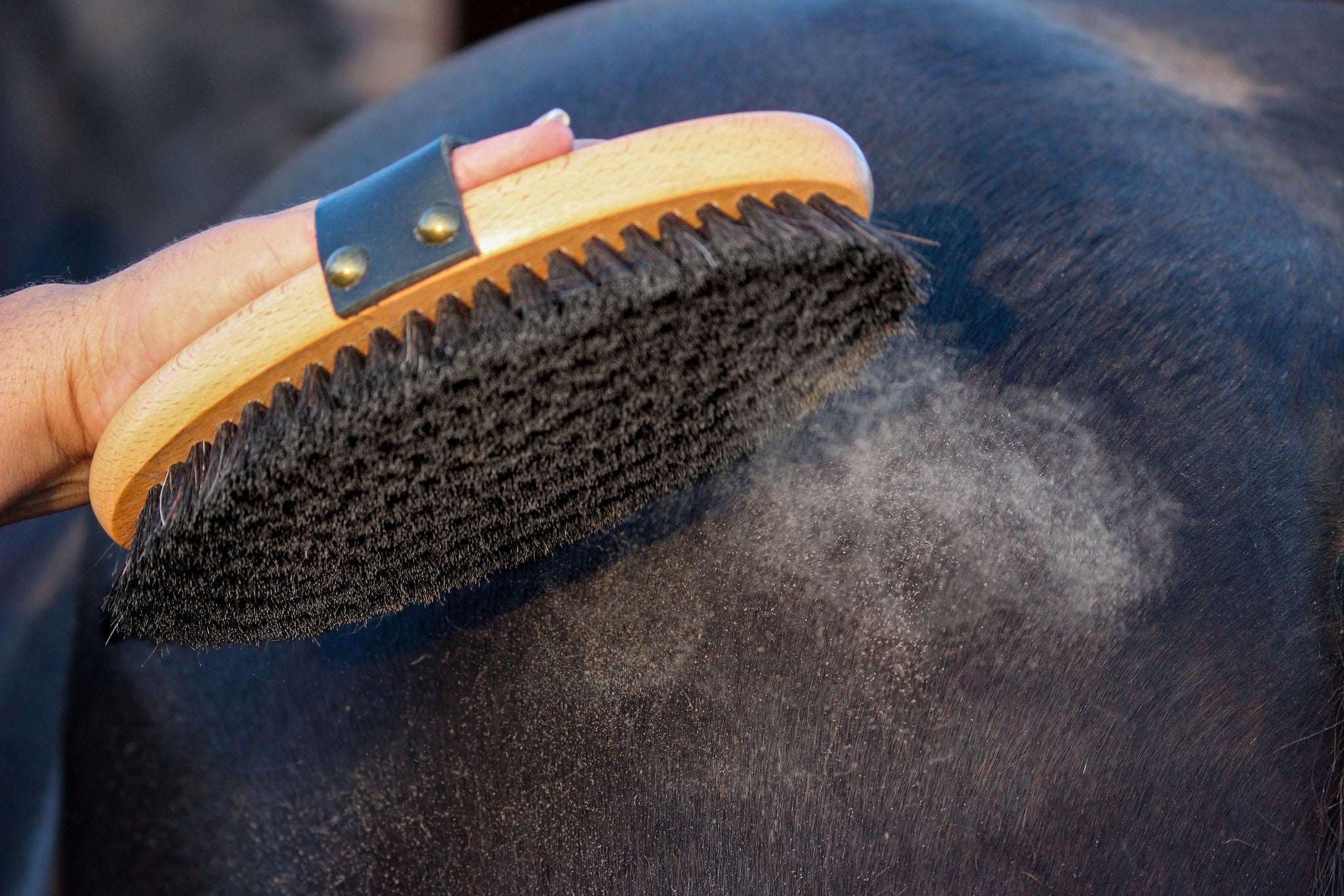 'Champion' Grooming Kit | by GeeGee COLLECTIVE (Copy)