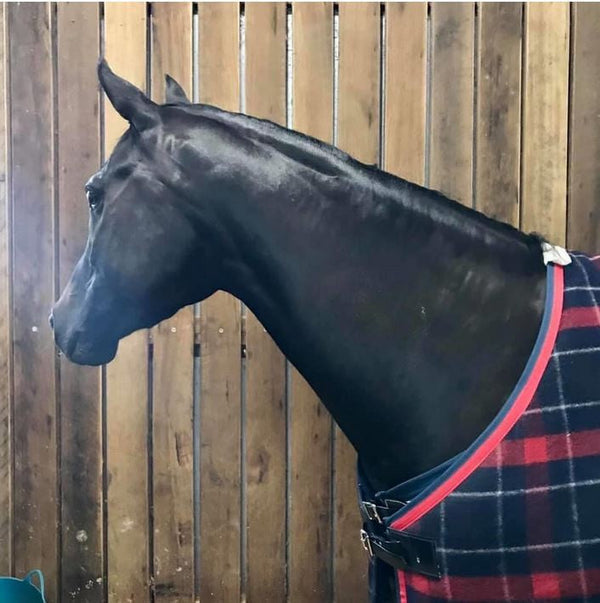 Hairy Pony Coat Conditioner Essential Oil 100ml-STABLE: Show Preparation-Ascot Saddlery