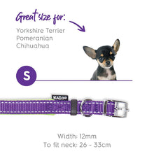 Kazoo Dog Collar Active Purple & Lime-Dog Collars & Leads-Ascot Saddlery